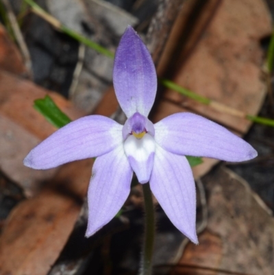 Glossodia major (Wax Lip Orchid) at Sanctuary Point, NSW - 23 Aug 2013 by AlanS