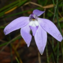 Glossodia major at Sanctuary Point, NSW - 24 Aug 2013