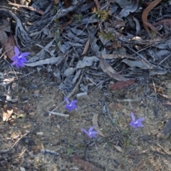 Glossodia major (Wax Lip Orchid) at Bamarang, NSW - 14 Aug 2013 by AlanS