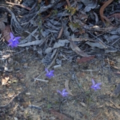 Glossodia major (Wax Lip Orchid) at Bamarang Nature Reserve - 13 Aug 2013 by AlanS