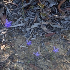 Glossodia major at Bamarang, NSW - suppressed