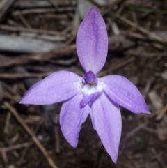 Glossodia major (Wax Lip Orchid) at West Nowra, NSW - 28 Jul 2014 by AlanS