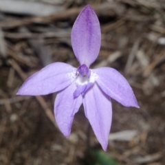 Glossodia major at West Nowra, NSW - 29 Jul 2014