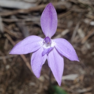 Glossodia major at West Nowra, NSW - suppressed