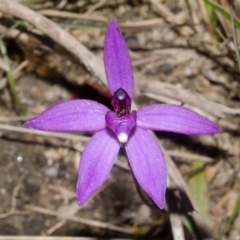 Glossodia major at West Nowra, NSW - 29 Jul 2014