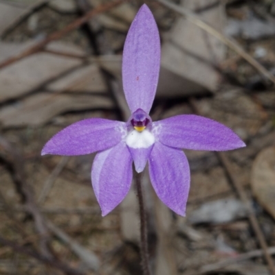 Glossodia major (Wax Lip Orchid) at West Nowra, NSW - 26 Aug 2013 by AlanS