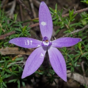 Glossodia major at West Nowra, NSW - 26 Aug 2013