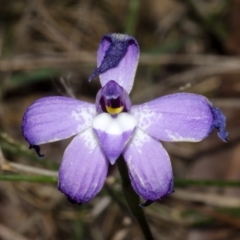 Glossodia major at West Nowra, NSW - 26 Aug 2013