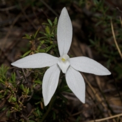 Glossodia major at West Nowra, NSW - suppressed