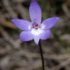 Glossodia major (Wax Lip Orchid) at Falls Creek, NSW - 14 Aug 2013 by AlanS