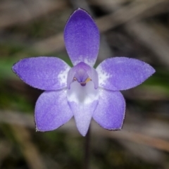 Glossodia major at Falls Creek, NSW - suppressed