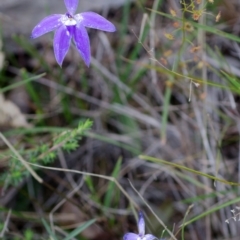 Glossodia major (Wax Lip Orchid) at Bamarang, NSW - 26 Aug 2013 by AlanS