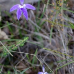 Glossodia major (Wax Lip Orchid) at Bamarang, NSW - 25 Aug 2013 by AlanS