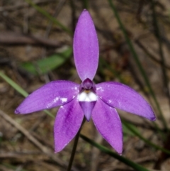 Glossodia major at Bamarang, NSW - suppressed