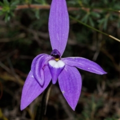 Glossodia major at Bamarang, NSW - suppressed