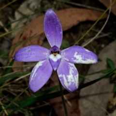 Glossodia major at Bamarang, NSW - suppressed