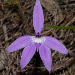 Glossodia major at Bamarang, NSW - suppressed