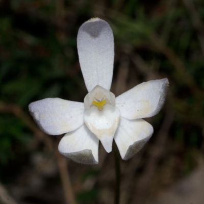 Glossodia major (Wax Lip Orchid) at Bamarang, NSW - 26 Aug 2013 by AlanS