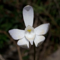 Glossodia major (Wax Lip Orchid) at Bamarang Nature Reserve - 25 Aug 2013 by AlanS