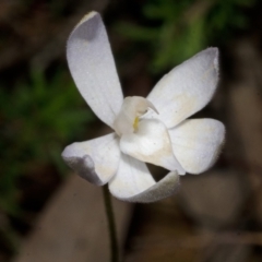 Glossodia major at Bamarang, NSW - suppressed