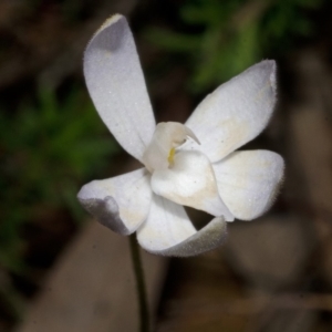 Glossodia major at Bamarang, NSW - 26 Aug 2013