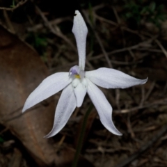 Glossodia major at Bamarang, NSW - 26 Aug 2013