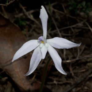 Glossodia major at Bamarang, NSW - 26 Aug 2013