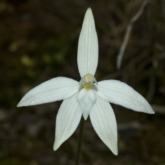 Glossodia major (Wax Lip Orchid) at Falls Creek, NSW - 2 Sep 2010 by AlanS