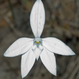 Glossodia major at Morton, NSW - 21 Aug 2005