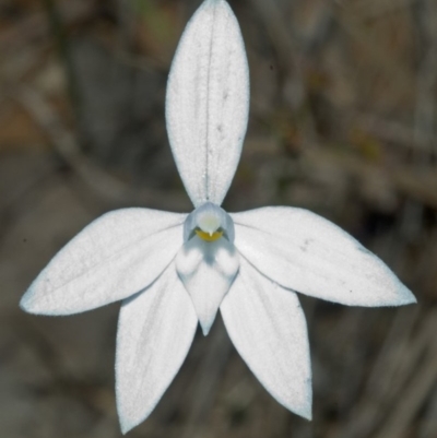 Glossodia major (Wax Lip Orchid) at Morton, NSW - 21 Aug 2005 by AlanS