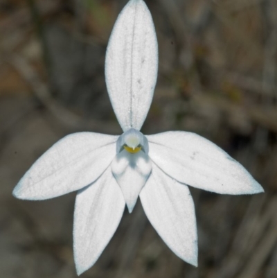 Glossodia major (Wax Lip Orchid) at Morton, NSW - 20 Aug 2005 by AlanS