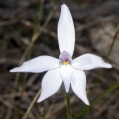 Glossodia major (Wax Lip Orchid) at West Nowra, NSW - 20 Aug 2015 by AlanS