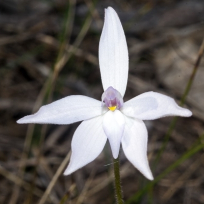 Glossodia major (Wax Lip Orchid) at West Nowra, NSW - 19 Aug 2015 by AlanS