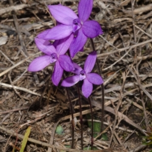Glossodia major at West Nowra, NSW - 20 Aug 2015
