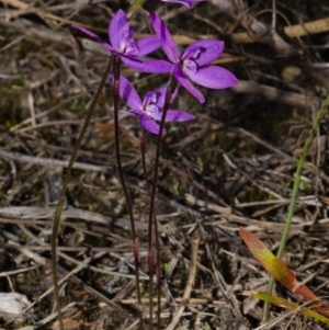 Glossodia major at West Nowra, NSW - 20 Aug 2015