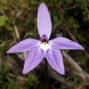 Glossodia major at West Nowra, NSW - 15 Aug 2012