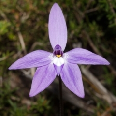 Glossodia major (Wax Lip Orchid) at West Nowra, NSW - 14 Aug 2012 by AlanS