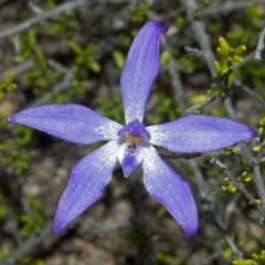 Glossodia minor (Small Wax-lip Orchid) at Tianjara, NSW - 23 Sep 2005 by AlanS