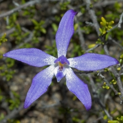 Glossodia minor (Small Wax-lip Orchid) at Tianjara, NSW - 22 Sep 2005 by AlanS