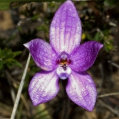 Glossodia minor (Small Wax-lip Orchid) at Tianjara, NSW - 14 Oct 2005 by AlanS