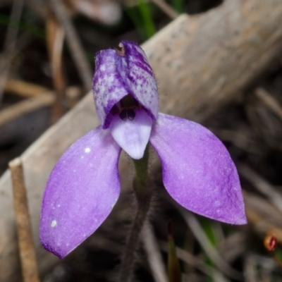 Glossodia minor (Small Wax-lip Orchid) at Sassafras, NSW - 21 Sep 2013 by AlanS