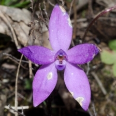 Glossodia minor at Sassafras, NSW - suppressed