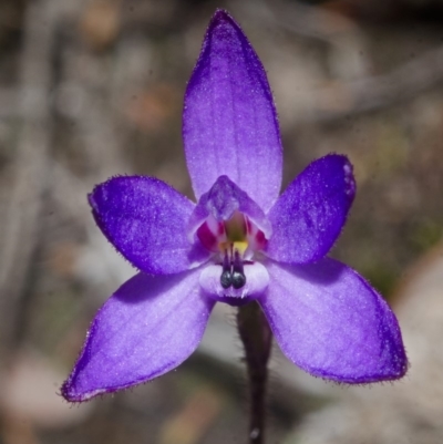 Glossodia minor (Small Wax-lip Orchid) at Sassafras, NSW - 16 Sep 2016 by AlanS
