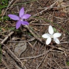 Glossodia minor (Small Wax-lip Orchid) at West Nowra, NSW - 29 Aug 2013 by AlanS