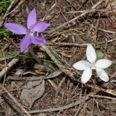 Glossodia minor at West Nowra, NSW - suppressed