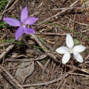 Glossodia minor at West Nowra, NSW - suppressed