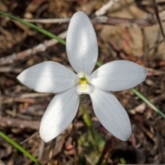 Glossodia minor at West Nowra, NSW - suppressed