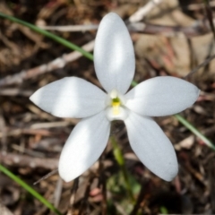 Glossodia minor at West Nowra, NSW - suppressed