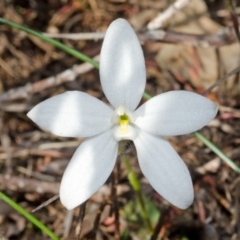 Glossodia minor at West Nowra, NSW - suppressed