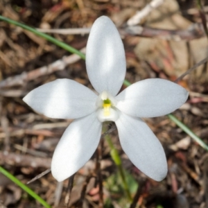 Glossodia minor at West Nowra, NSW - suppressed